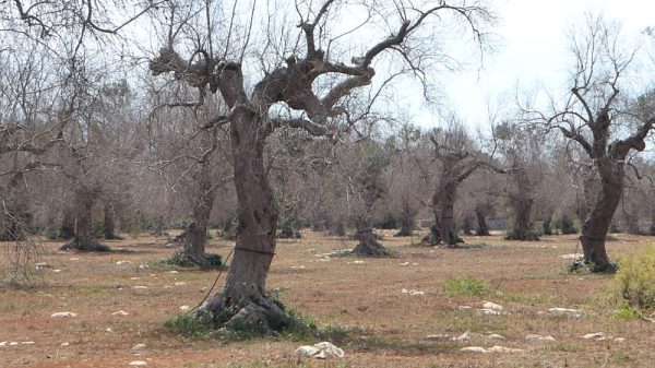 xylella